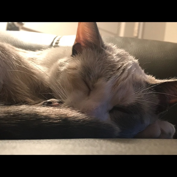 Meet your Posher, Randi - Picture 1 of 1